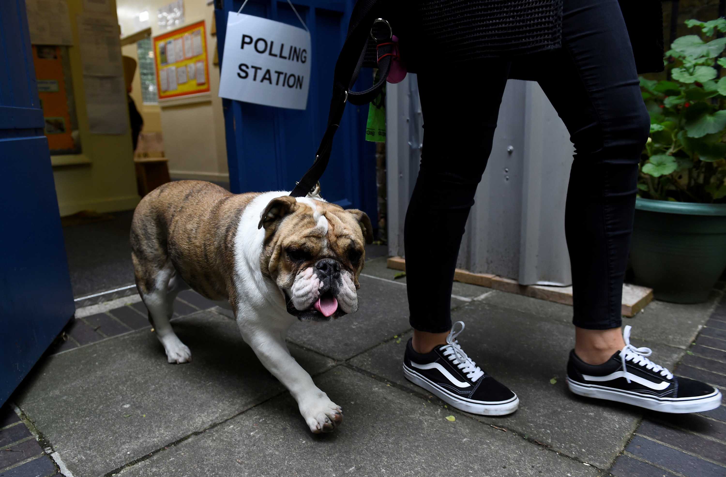 A bulldog pants as it's owner leads it by a leash from the polling station, her black and white van sneakers visible in frame