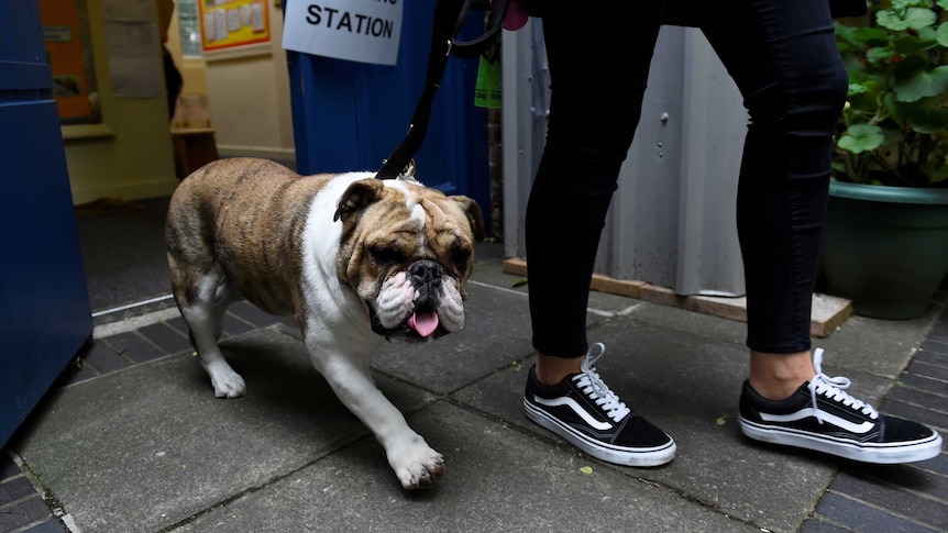 A bulldog pants as it's owner leads it by a leash from the polling station, her black and white van sneakers visible in frame