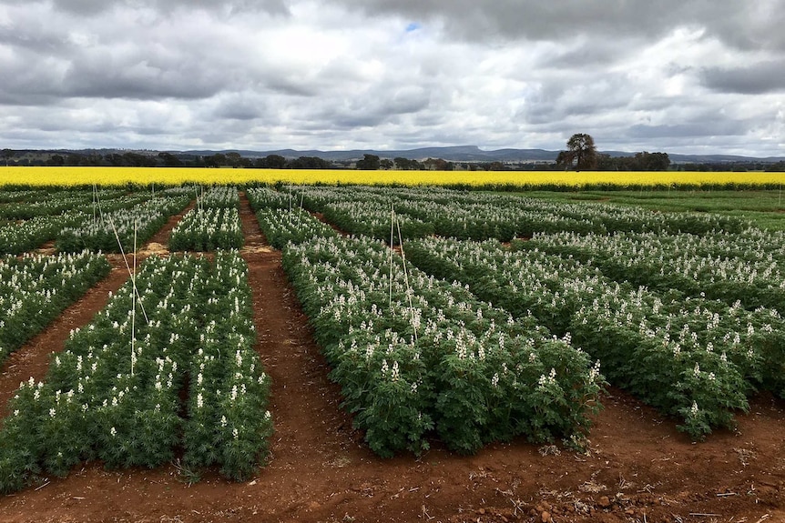 A trial canola site at Canowindra in central west New South Wales.