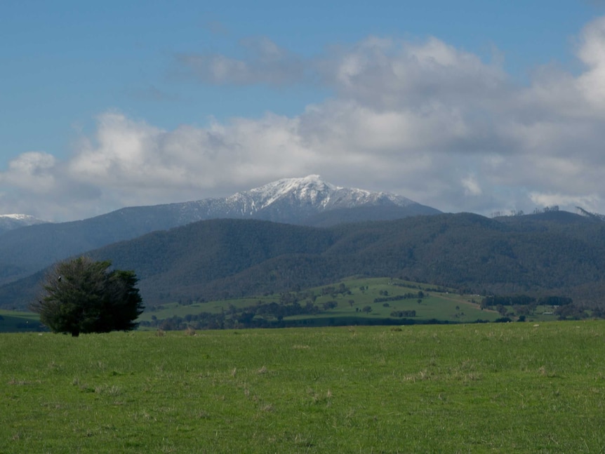 A wide shot of a snow-tipped Mount Buller.