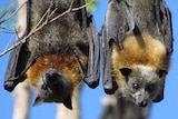 Two Flying Foxes