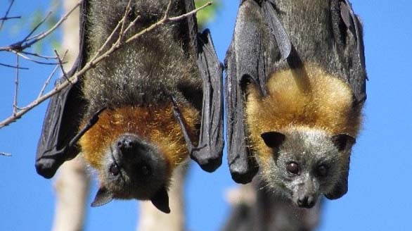 Two Flying Foxes