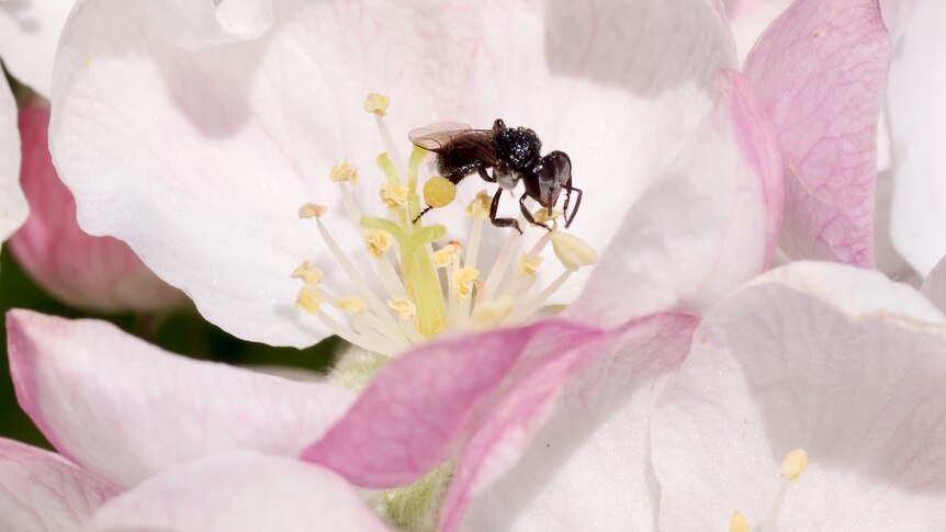 A stingless bee, about 1cm long and black, sits on a pink and white flower pollinating the yellow spongey long stamen.