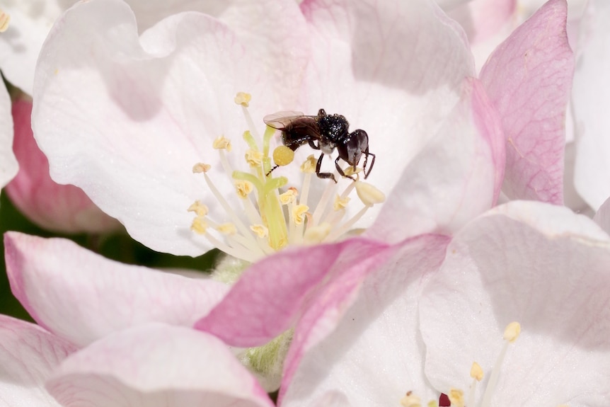 A stingless bee, about 1cm long and black, sits on a pink and white flower pollinating the yellow spongey long stamen.