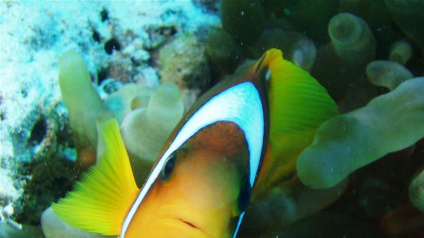 Red Sea Clownfish (Amphiprioninae)