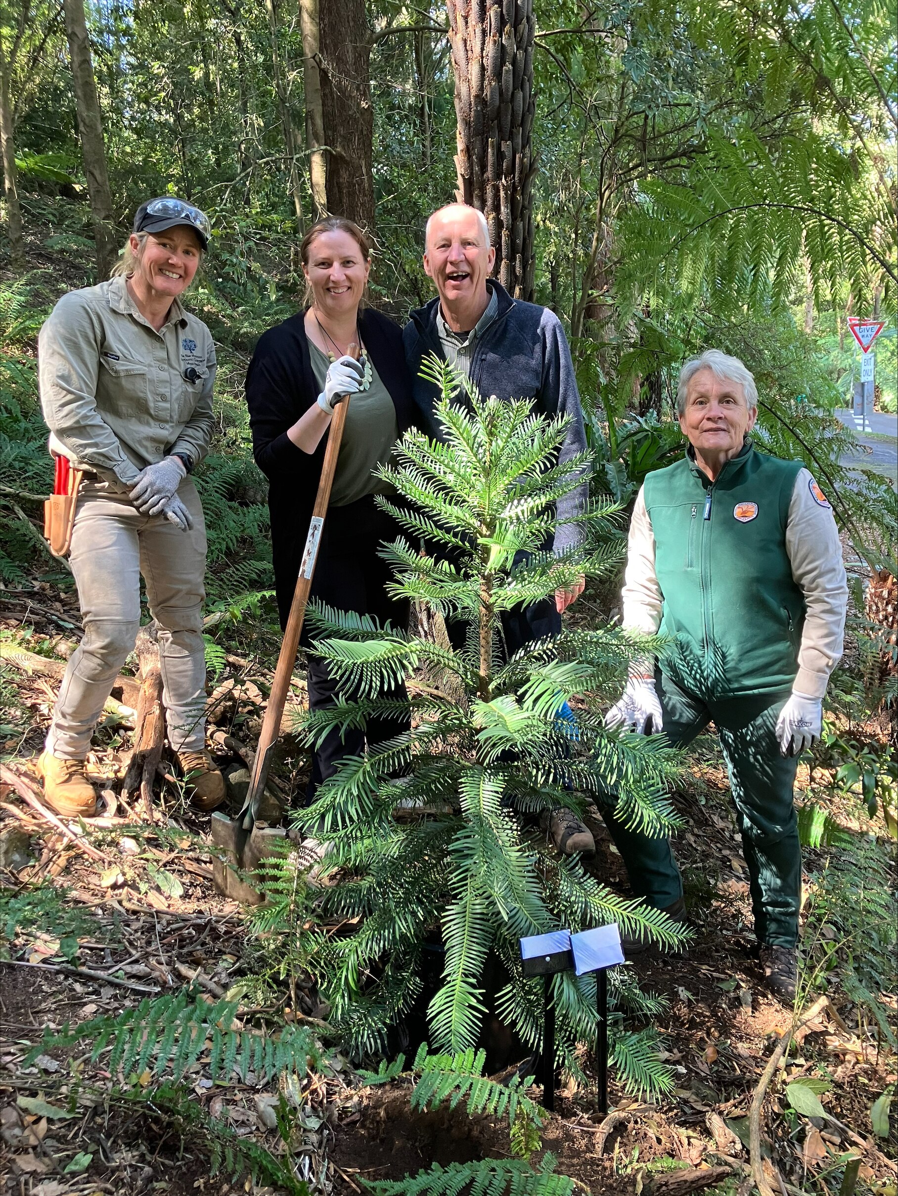 group of people smiling planting a wollemi pine