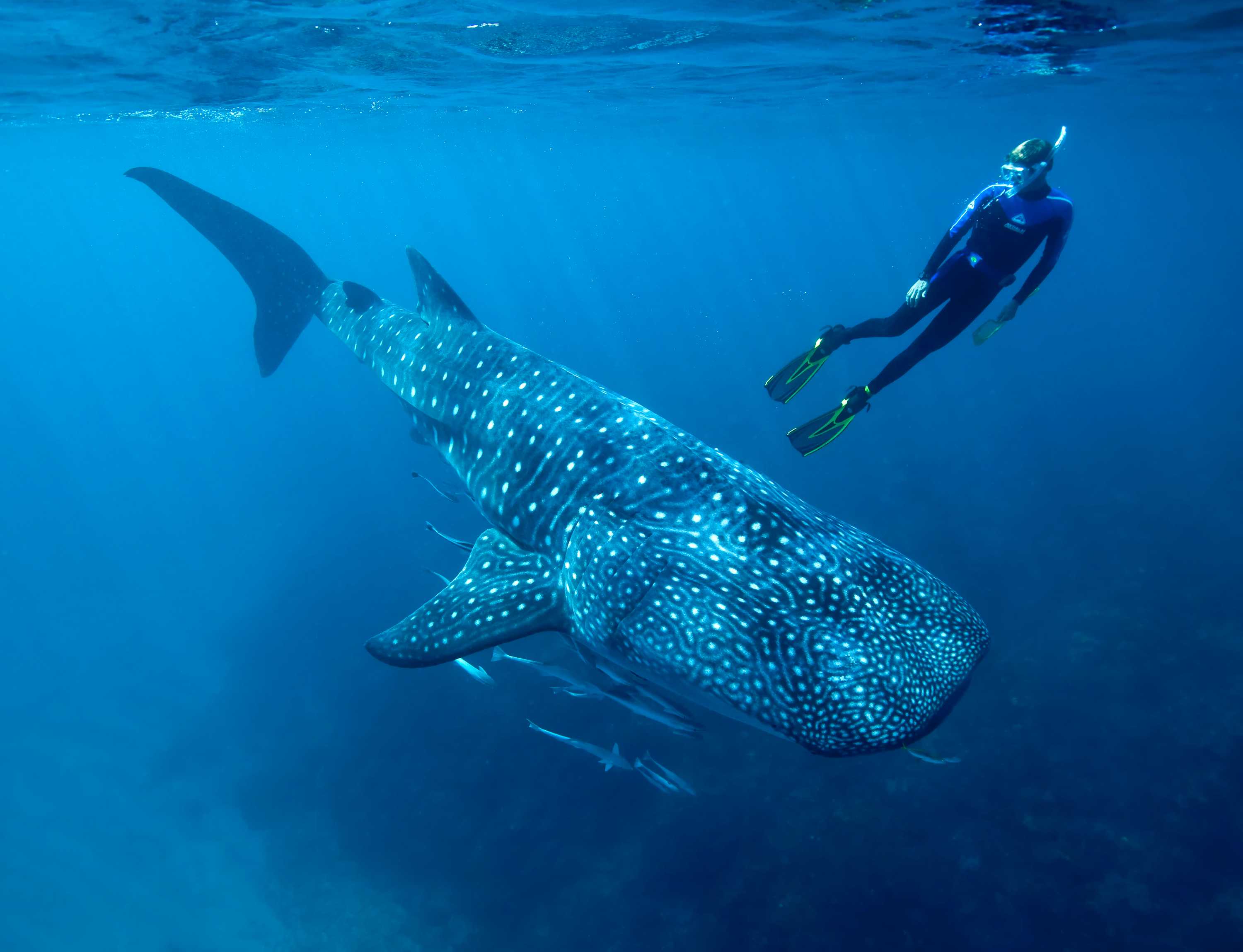 Don.t open the mail box before checking for skirt sharks