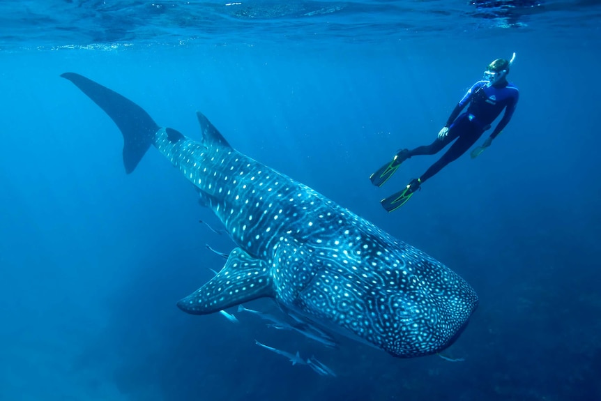 Whale shark numbers healthy at Ningaloo remain for endangered species - ABC
