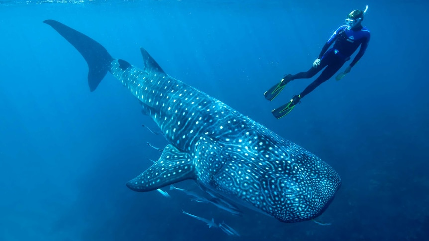 A person wearing a wetsuit and snorkel swims upwards from a whale shark in the ocean