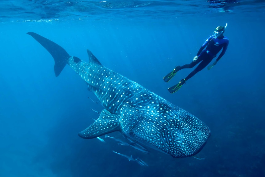 A person wearing a wetsuit and snorkel swims upwards from a whale shark in the ocean