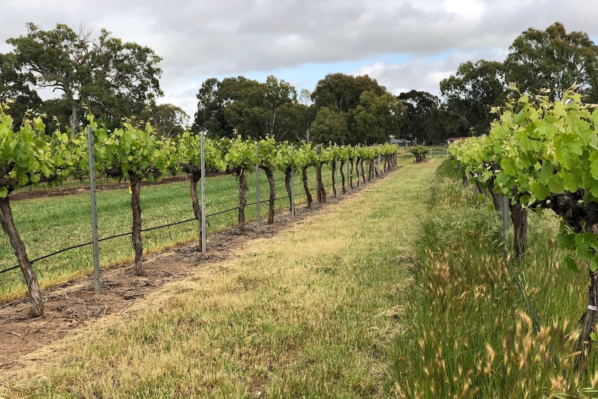 Rows of vines.