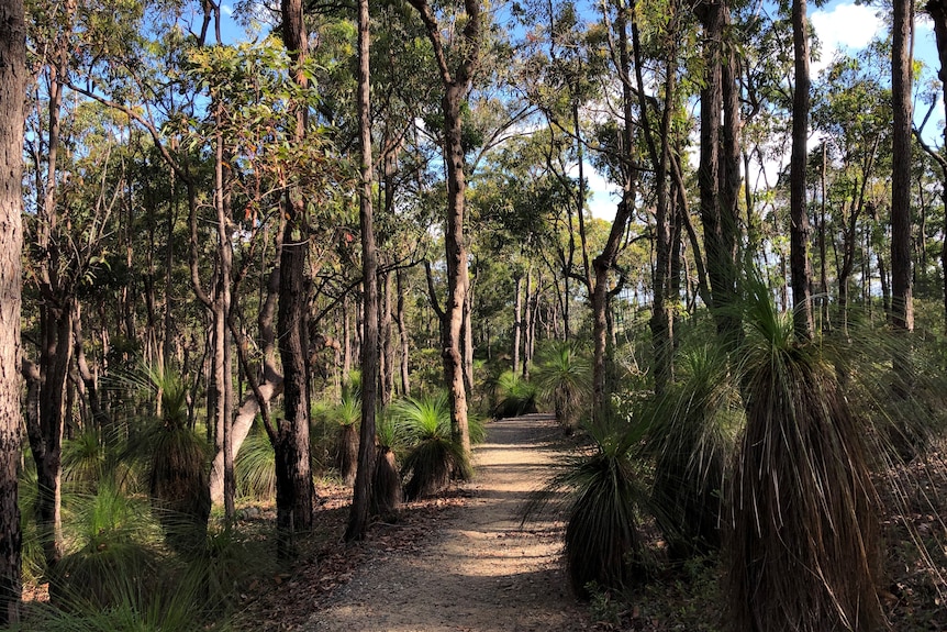 A path wending through bushland