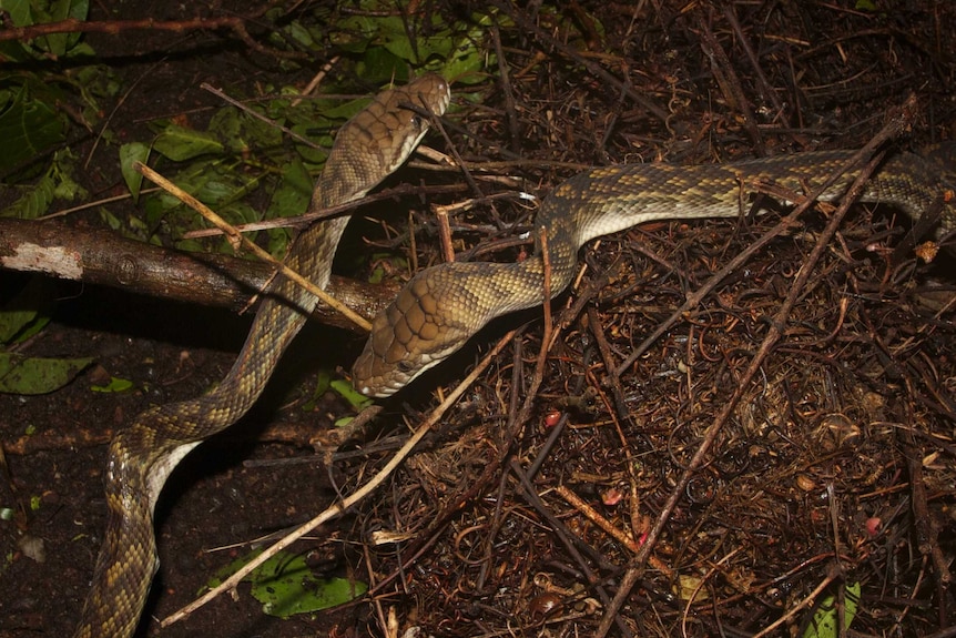 Scrub pythons lay in wait underneath a tree full of nesting metallic starlings on Cape York, far north Queensland.