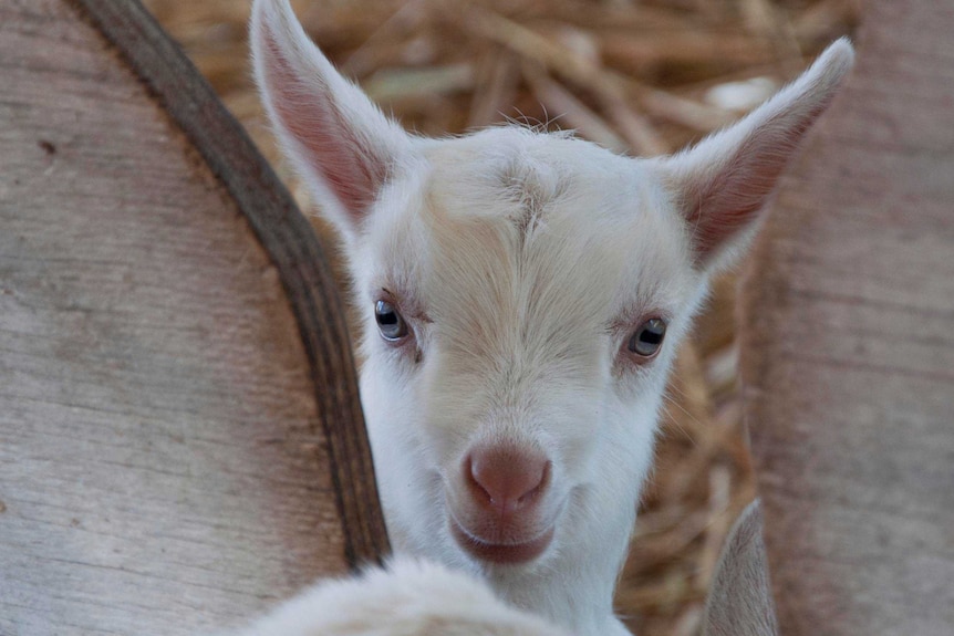 A close-up of a small white goat.