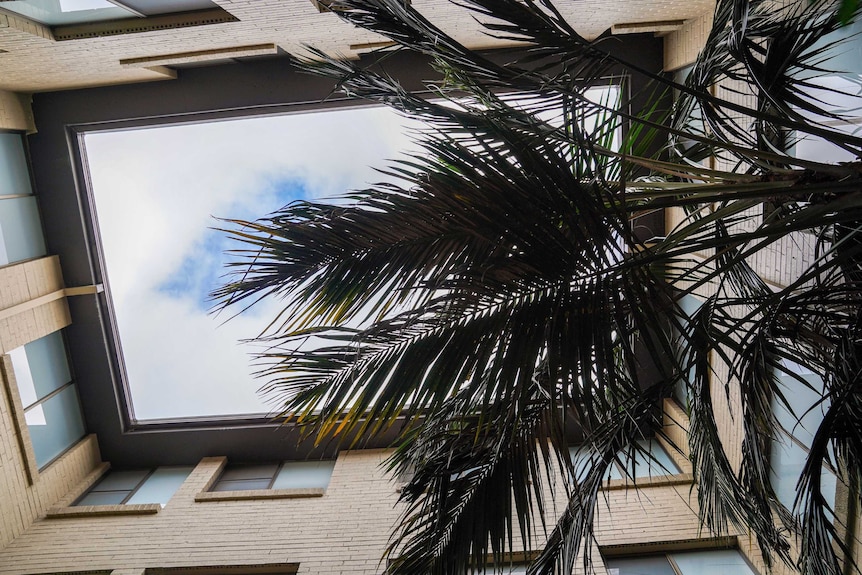 An upward view of the sky and a large tree, from the interior courtyard of a brick apartment building.