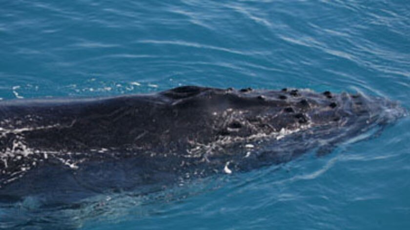 Humpback whale near research boat in the WA Kimberley.