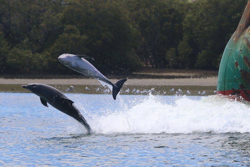 Two dolphins leap out of the water from the bow wave of a ship