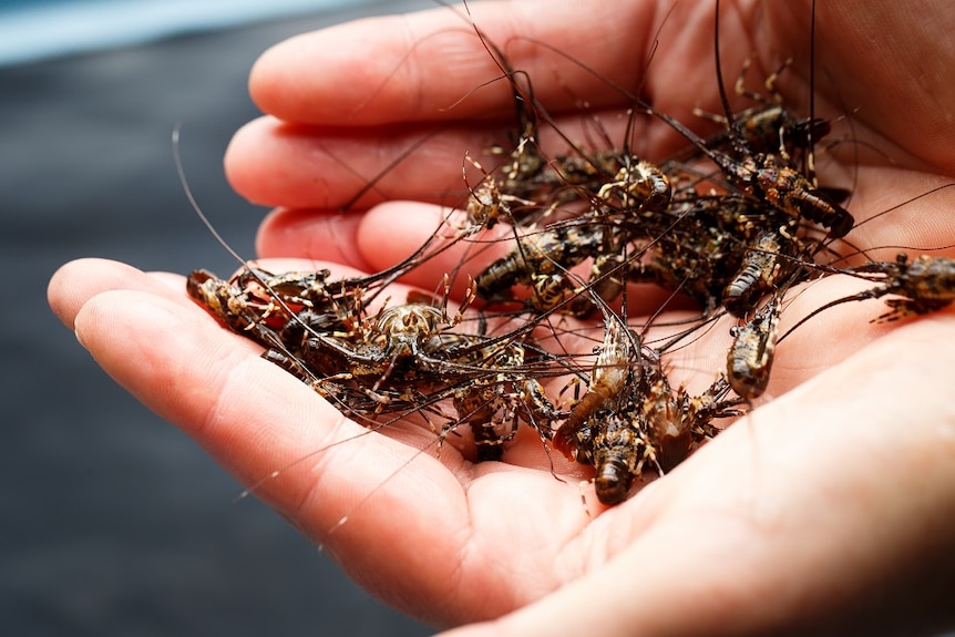 A person's hands holding a pile of baby lobsters