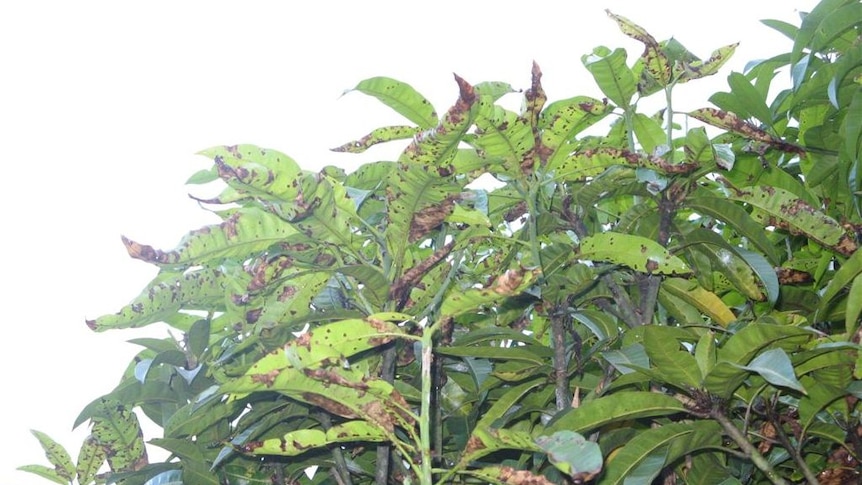 leaves damaged by cecid flies