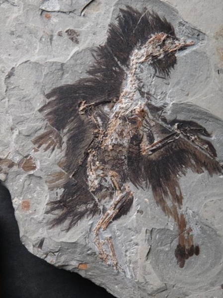 A 130-million-year-old Eoconfuciusornis specimen.