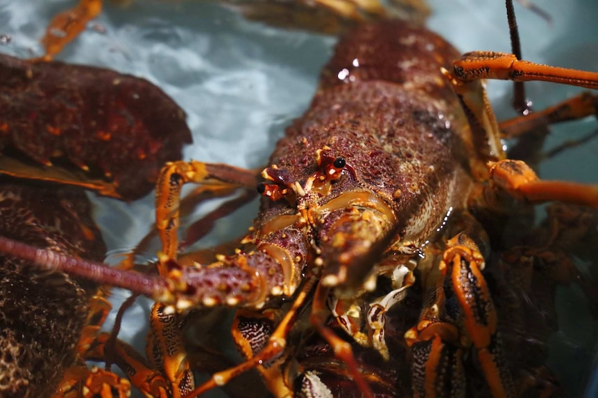 Red lobsters swim in a tank of clear water