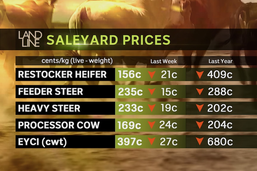 A graphic lists declining saleyard prices for restocker heifer, feeder steer, heavy steer, processer cow and EYCI