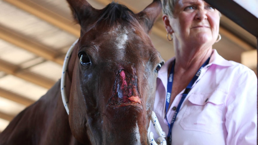 A horse with a bad facial injury.