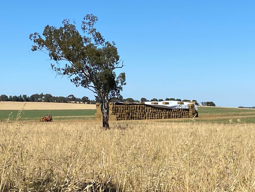 A large hay stack sitting in a paddock.