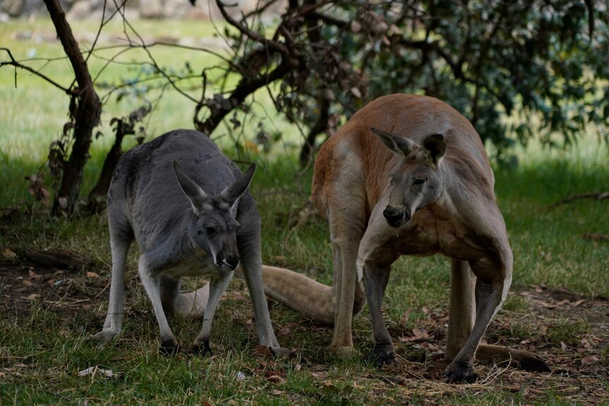 small and big kangaroo 