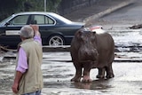 Hippo on flooded streets of Tbilisi