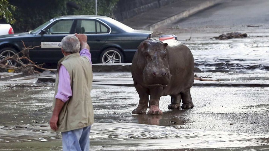 Hippo on flooded streets of Tbilisi