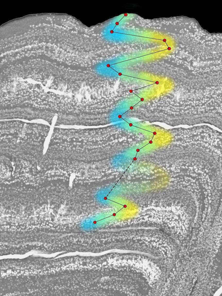 Scan of fish bone cells with zig zag isotope measurements on top