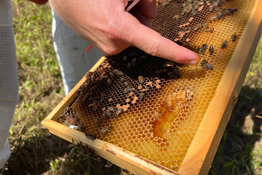 Finger points at honey in a hive. 