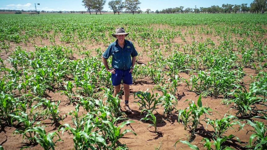 A man stands in a sorghum crop about knee high