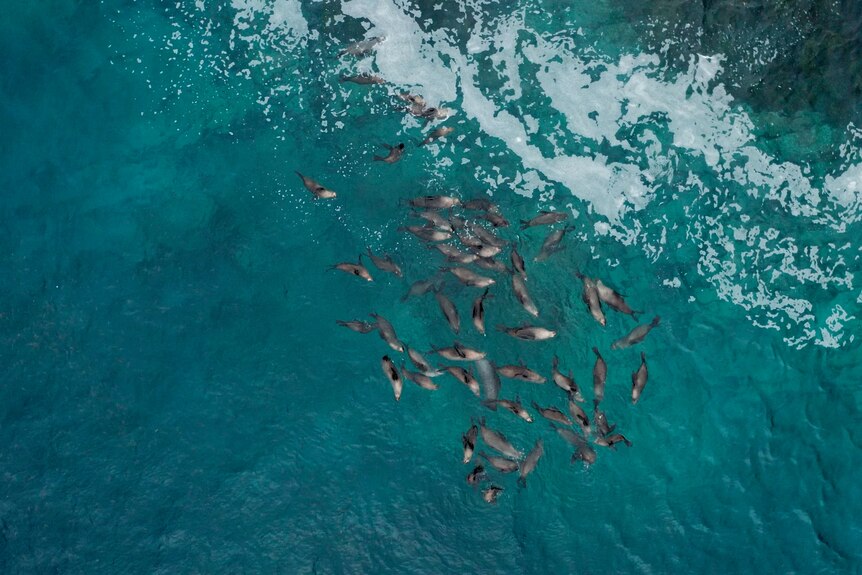 A drone shot showing many seals swimming together in very blue water.