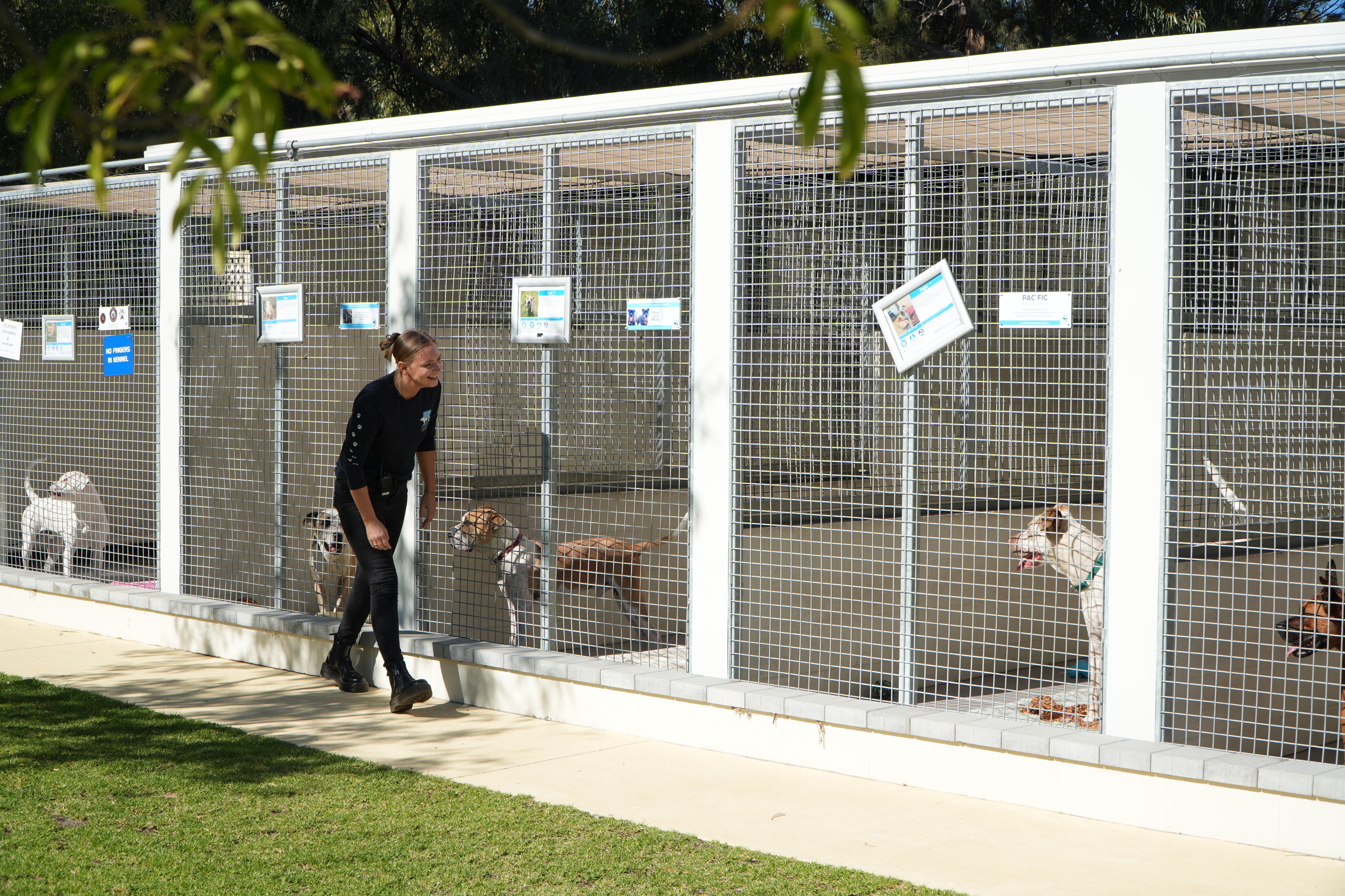 Robyn Slater checks in on the adult dogs in their pens