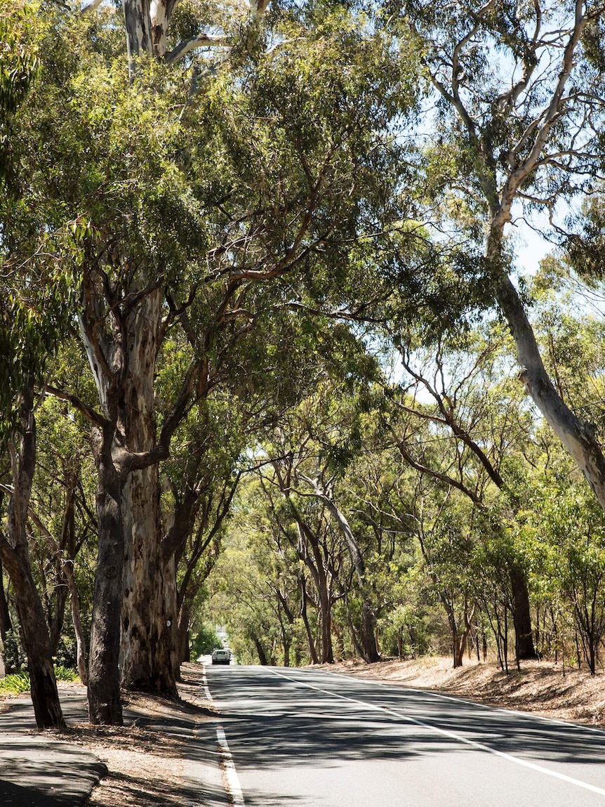 Gum trees create a tunnel effect over a road.