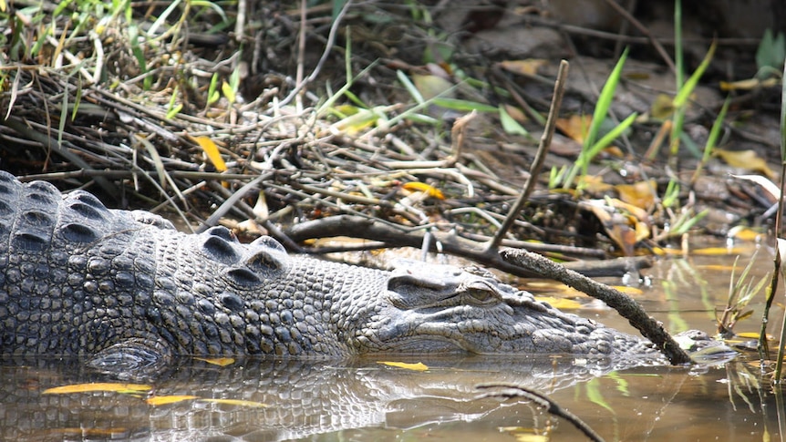A crocodile eyes the camera as it slips into the Daintree River.