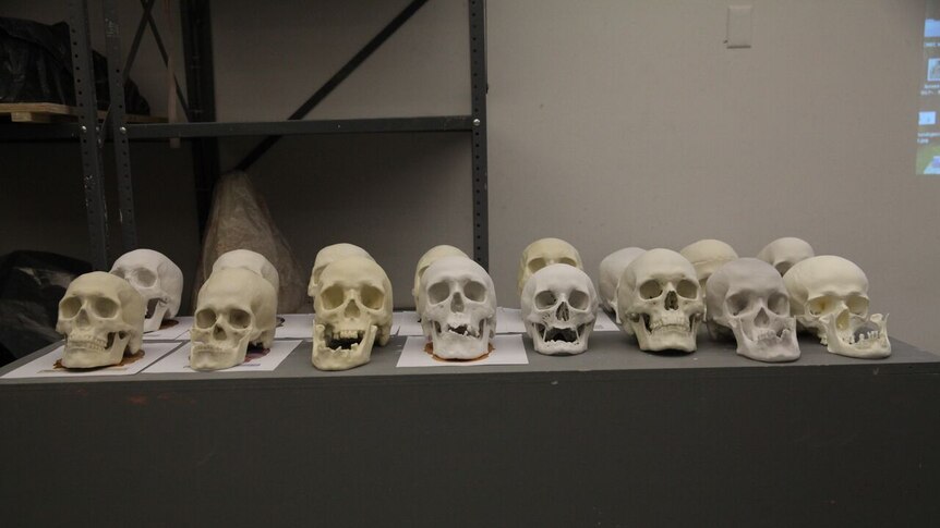 A number of 3D printed skulls sit on a table.