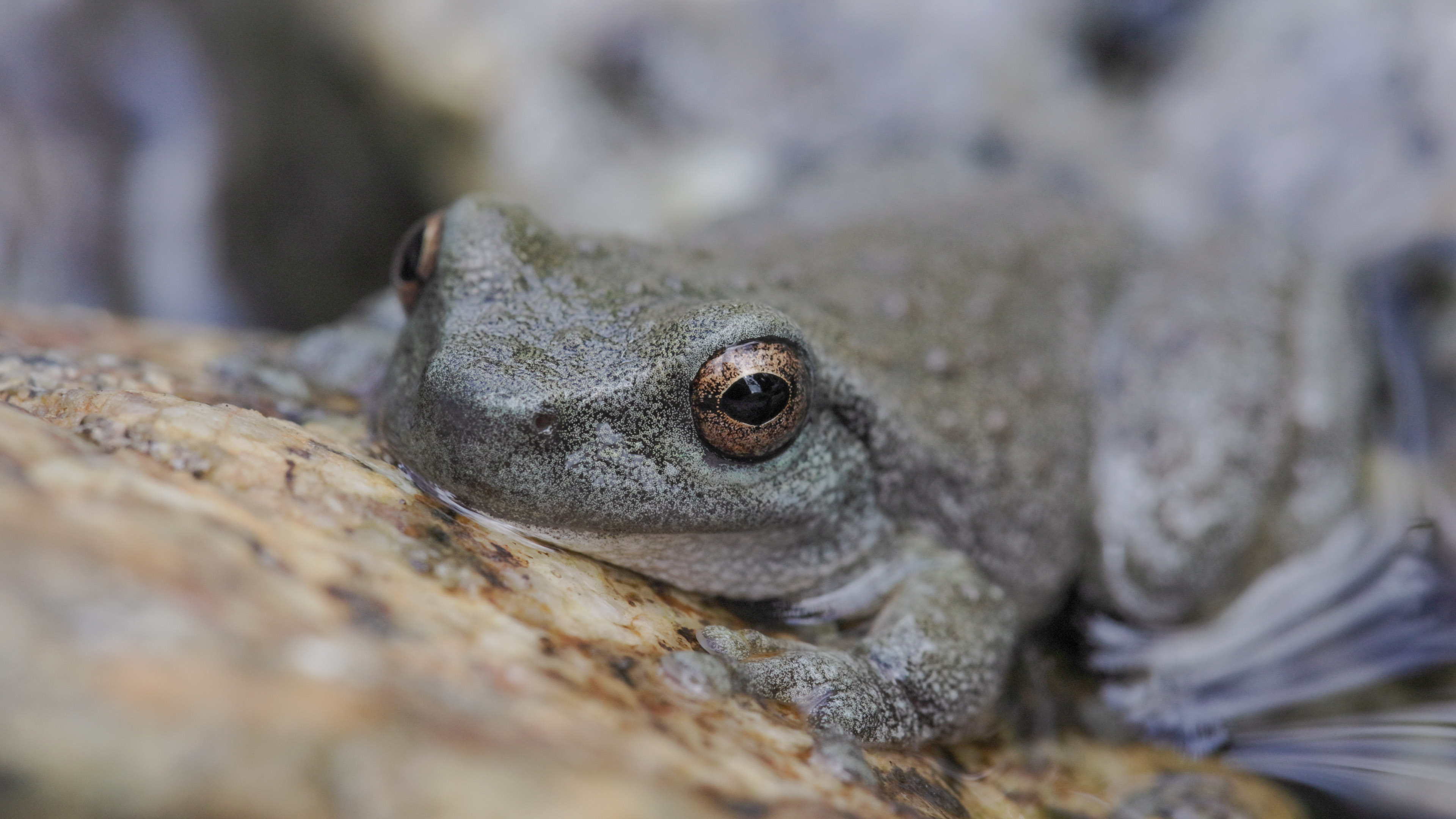 A close-up of a greenish grey frog with brown eyes.