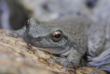 A close-up of a greenish grey frog with brown eyes.