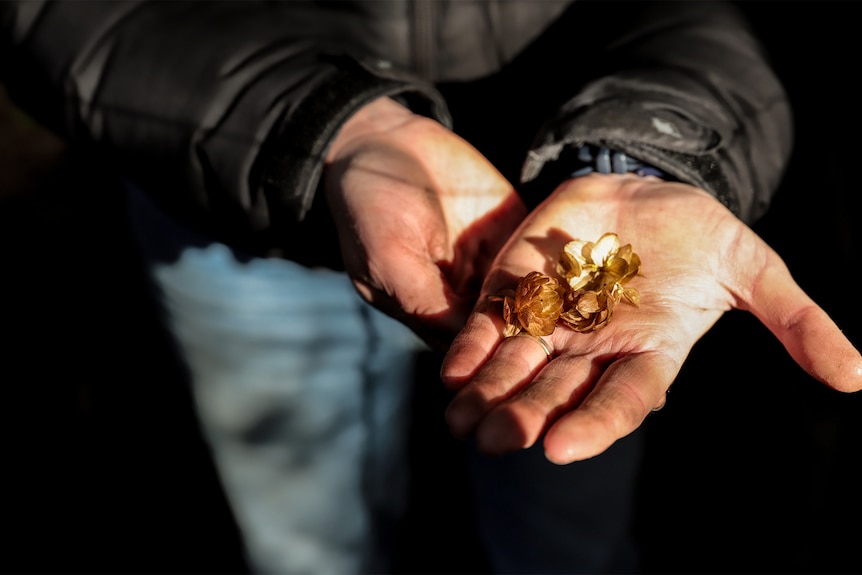 Two white hands carefully holding dried brown hop flowers by someone wearing jeans and a black jacket 