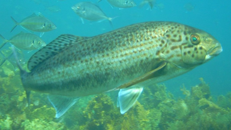 A Gynburra swimming underwater near a coral reef with other schools of fish swimming behind it.