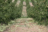 Apples on the ground in WA's south west