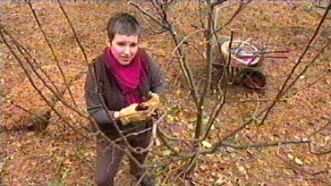 Pruning Fruit Trees