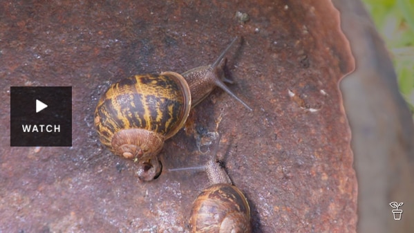 Snails crawling on a metal dish. Has Video.