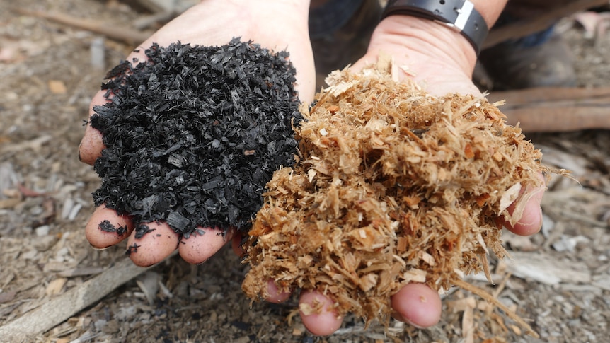 Two hands hold a pile of black charcoal and a pile of sawdust 