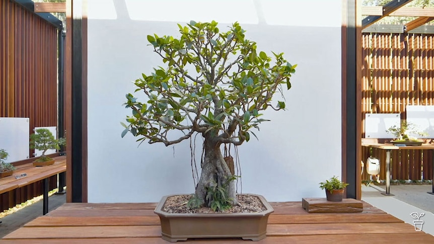 A bonsai tree sitting on a wooden display table. 