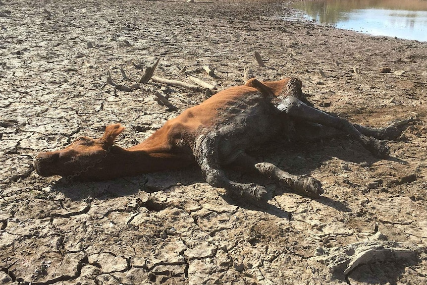 An emaciated cow lying on it's side pulled from the mud of a dam.