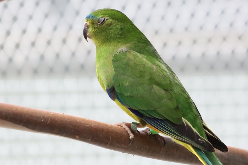 Close up of a green parrot side on with its eye closed